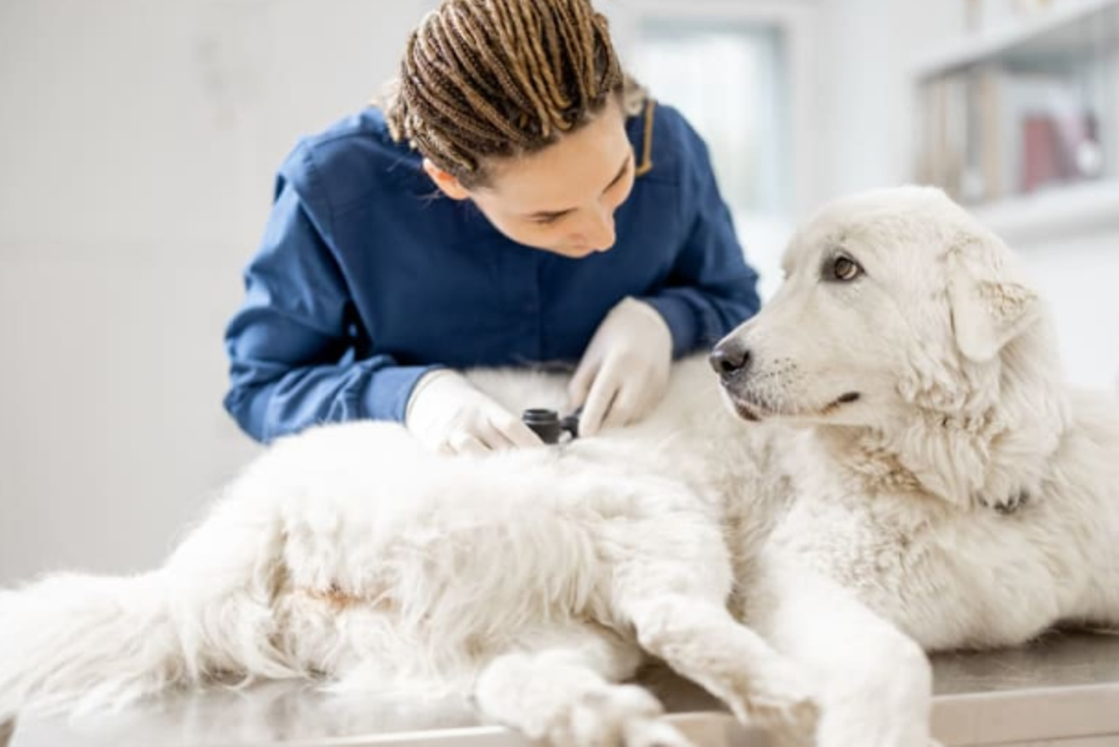 dog allergist